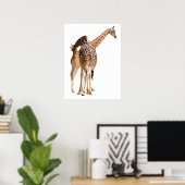 Geïsoleerd van twee giraffen mannetje en vrouwtje poster (Thuiskantoor)