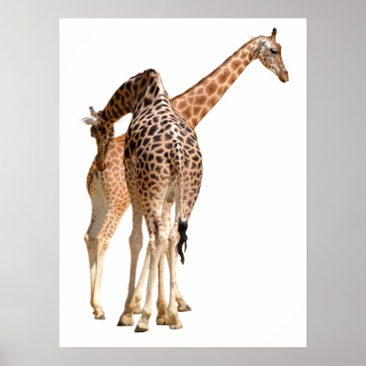 Geïsoleerd van twee giraffen mannetje en vrouwtje poster (Voorkant)