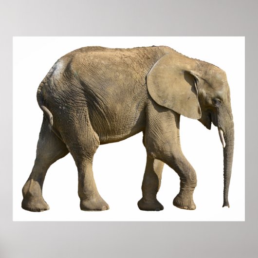 Geïsoleerde Afrikaanse olifant Poster (Voorkant)