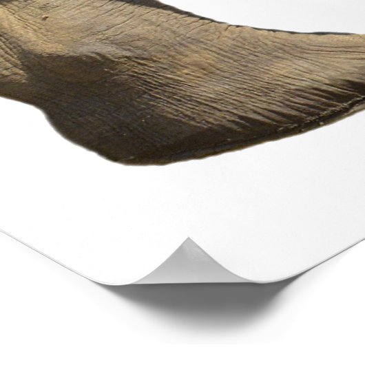 Geïsoleerde Afrikaanse olifant Poster (Hoek)