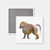 Geïsoleerde baviaan wandelende ansichtkaart vierka magneet (Voorkant / Achterkant)