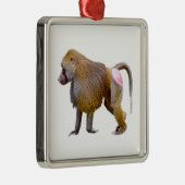 Geïsoleerde baviaanse briefkaart met vierkante sti metalen ornament (Rechts)