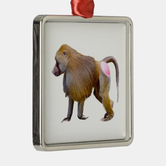 Geïsoleerde baviaanse briefkaart met vierkante sti metalen ornament (Rechts)