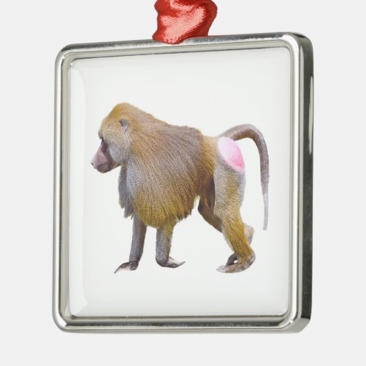 Geïsoleerde baviaanse briefkaart met vierkante sti metalen ornament (Links)