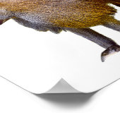 Geïsoleerde baviaanse briefkaart met vierkante sti poster (Hoek)