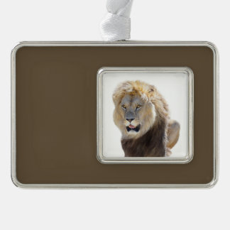 Geïsoleerde leeuw die je tong uitsteekt verzilverd omlijst ornament