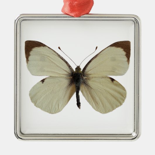 Geïsoleerde mannelijke grote witte vlinder metalen ornament (Voorkant)