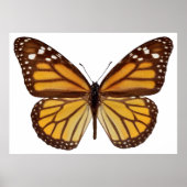 Geïsoleerde monboogvlinder PNG Poster (Voorkant)