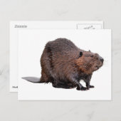 Geïsoleerde Noord-Amerikaanse bever Briefkaart (Voorkant / Achterkant)