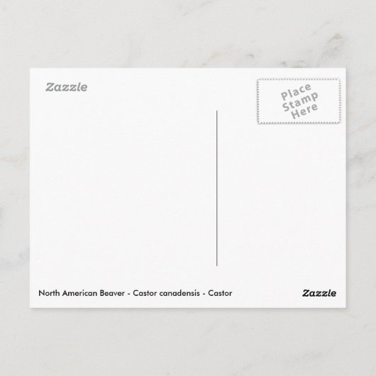 Geïsoleerde Noord-Amerikaanse bever Briefkaart (Achterkant)