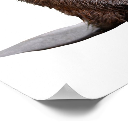 Geïsoleerde Noord-Amerikaanse bever Poster (Hoek)