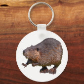 Geïsoleerde Noord-Amerikaanse bever Postkaart vier Sleutelhanger (Voorkant)