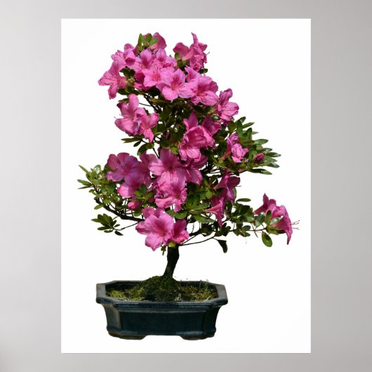 Geïsoleerde opgeblazen bonsai rhododendron poster (Voorkant)