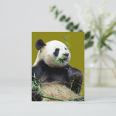 Geïsoleerde reuzenpanda die bamboe eet briefkaart (Staand voorkant)