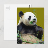 Geïsoleerde reuzenpanda die bamboe eet briefkaart (Voorkant / Achterkant)