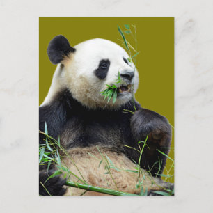 Geïsoleerde reuzenpanda die bamboe eet briefkaart