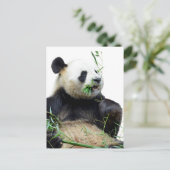 Geïsoleerde reuzenpanda die bamboe eet briefkaart (Staand voorkant)