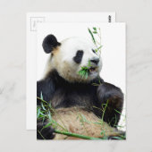 Geïsoleerde reuzenpanda die bamboe eet briefkaart (Voorkant / Achterkant)