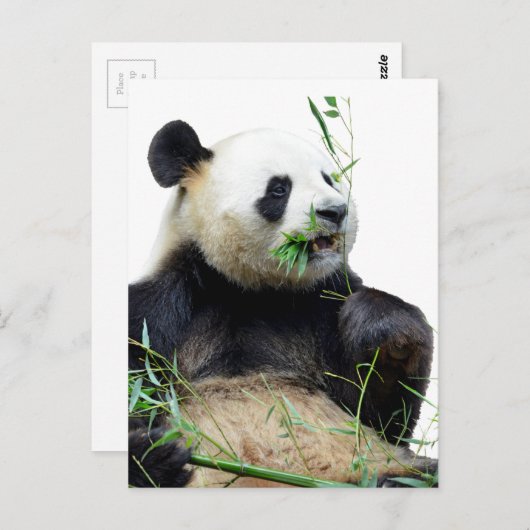 Geïsoleerde reuzenpanda die bamboe eet briefkaart (Voorkant / Achterkant)