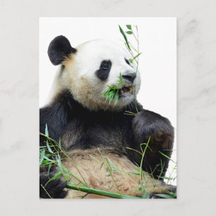 Geïsoleerde reuzenpanda die bamboe eet briefkaart