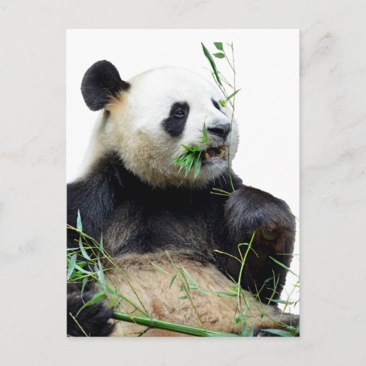 Geïsoleerde reuzenpanda die bamboe eet briefkaart (Voorkant)