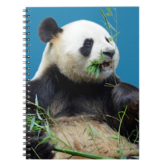 Geïsoleerde reuzenpanda die bamboe eet notitieboek (Voorkant)