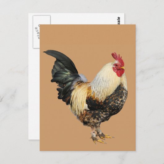 Geïsoleerde rooster briefkaart (Voorkant / Achterkant)
