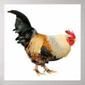 Geïsoleerde rooster poster (Voorkant)