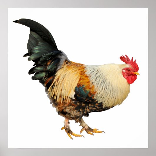 Geïsoleerde rooster poster (Voorkant)