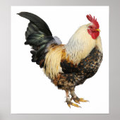 Geïsoleerde rooster poster (Voorkant)
