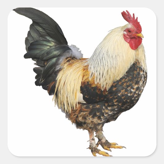 Geïsoleerde rooster vierkante sticker (Voorkant)
