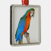 Geïsoleerde scarlet macaw metalen ornament (Rechts)