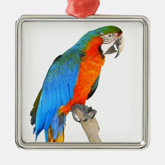Geïsoleerde scarlet macaw metalen ornament (Voorkant)