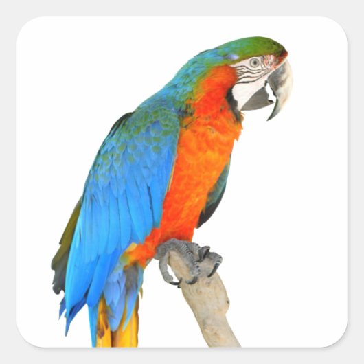 Geïsoleerde scarlet macaw vierkante sticker (Voorkant)