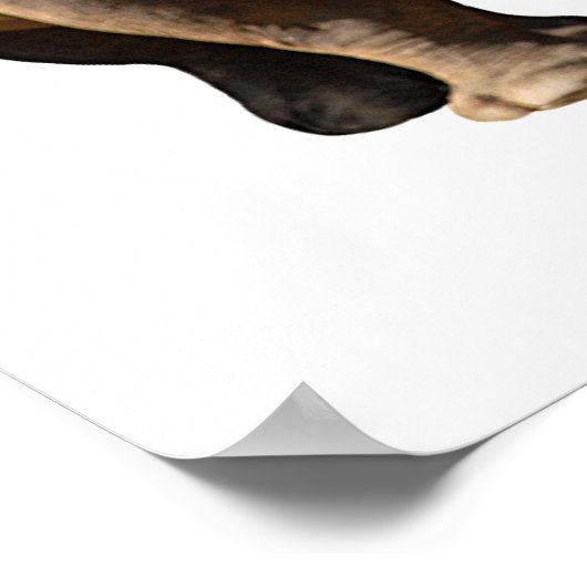 Geïsoleerde twee witte neushoorns poster (Hoek)