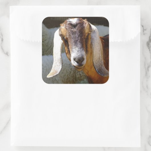 geit 2 sticker (Tas)