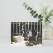 geit briefkaart (Staand voorkant)