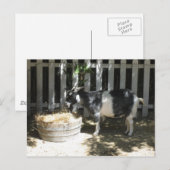 geit briefkaart (Voorkant / Achterkant)