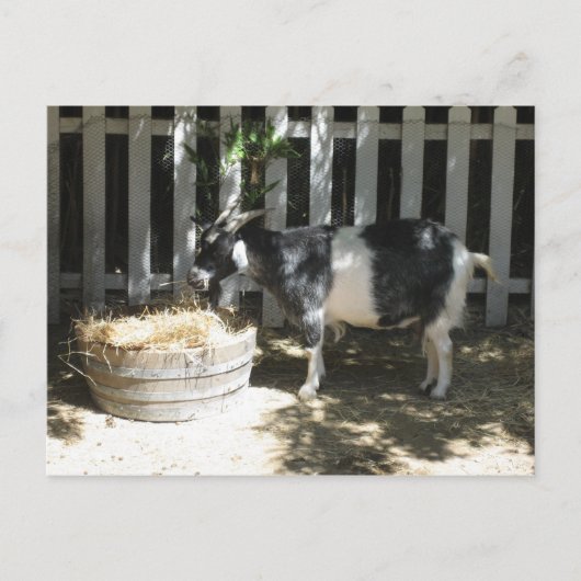 geit briefkaart (Voorkant)