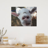 Geit die bij het Poster van Man is getrapt (Keuken)