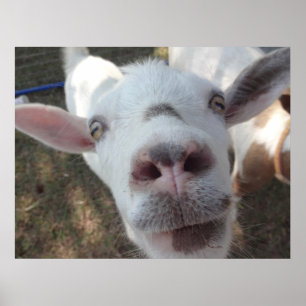 Geit die bij het Poster van Man is getrapt