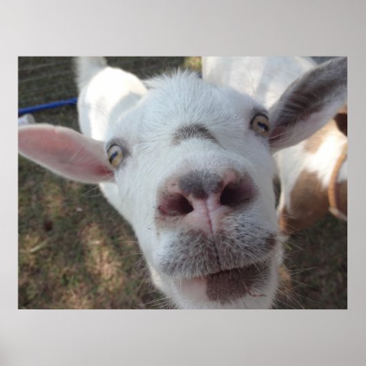 Geit die bij het Poster van Man is getrapt (Voorkant)