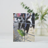 Geit eet augurk briefkaart (Staand voorkant)