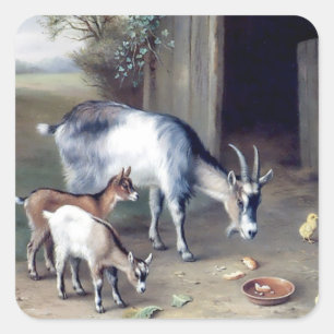 Geit en kip boerderijstickers vierkante sticker