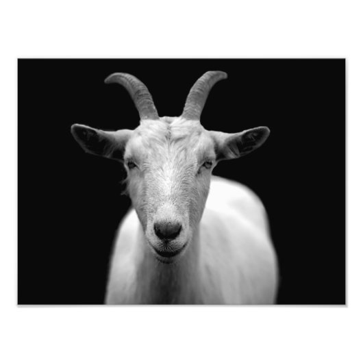 Geit Foto Afdruk (Voorkant)