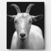 Geit Fotoplaat (Voorkant)
