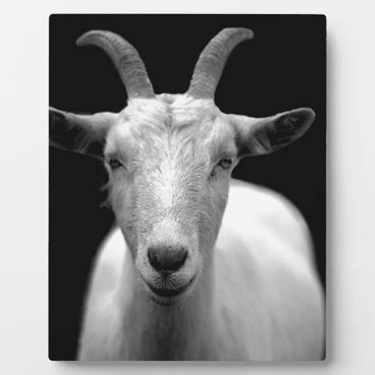 Geit Fotoplaat (Voorkant)