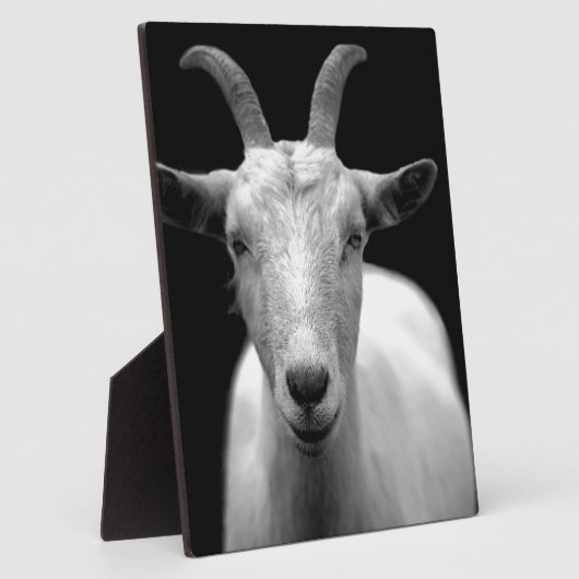 Geit Fotoplaat (Zijkant)