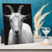 Geit Fotoplaat (Zijkant)