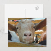 Geit Hallo Ansichtkaart Briefkaart (Voorkant / Achterkant)